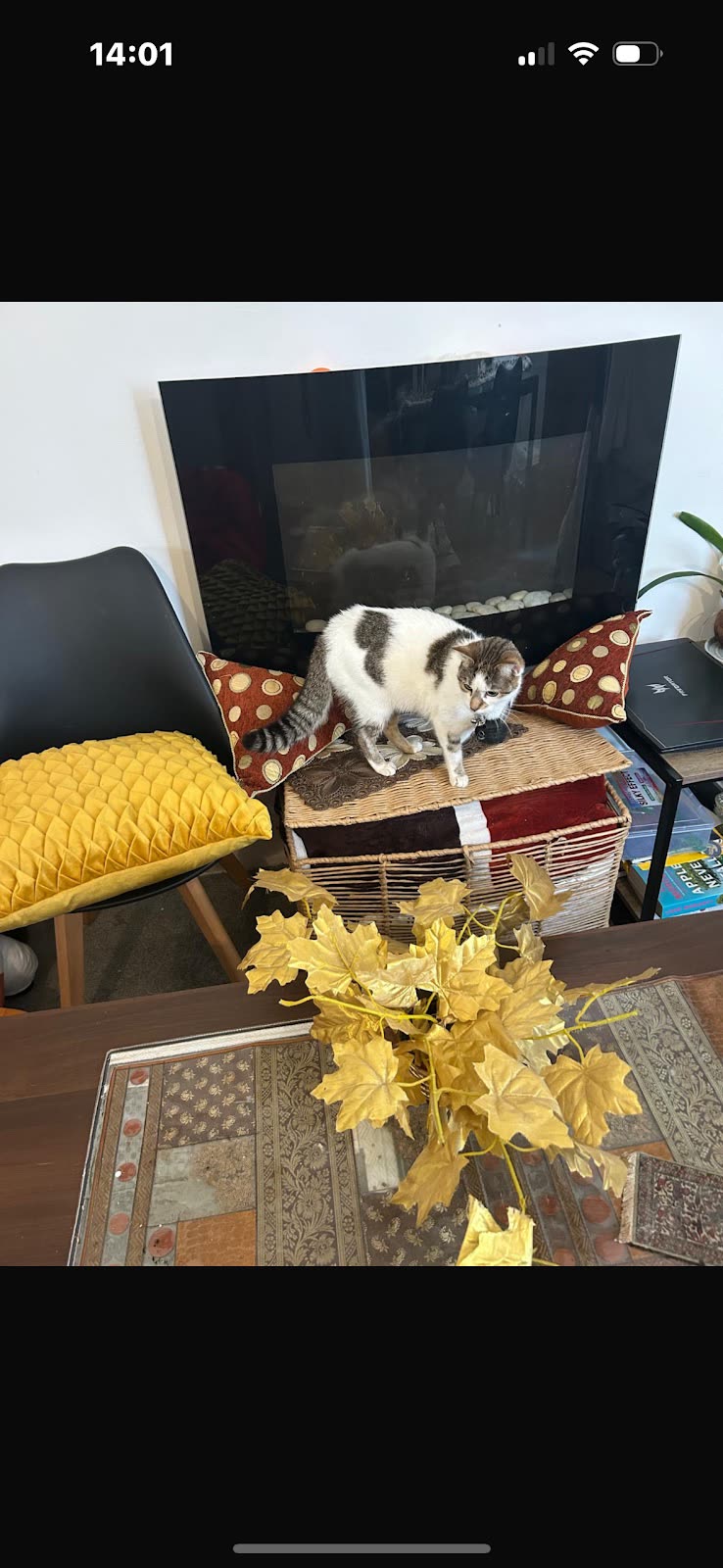 A client's living room with a white-and-grey cat on the table beside a yellow chair, a real visit in a real home