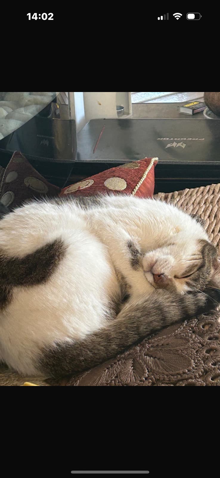 Cream-and-grey cat asleep on a bed during a sitting visit