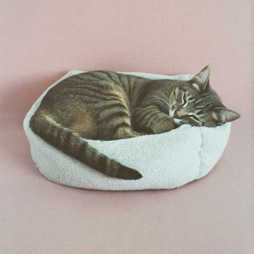 Cat asleep in a pet bed during an overnight stay